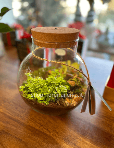 Terrarium con luce incorporata