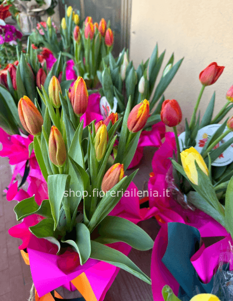 Bulbi colorati di tulipano