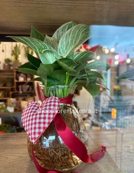 Pianta in idrocoltura