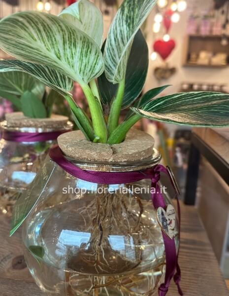 Pianta in idrocoltura vaso tondo