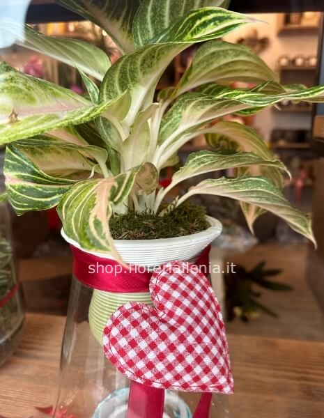 Pianta in idrocoltura