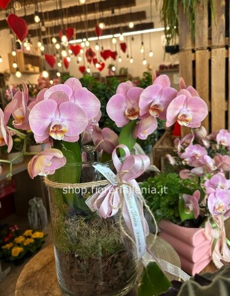 Pianta di phalaenopsis rosa 