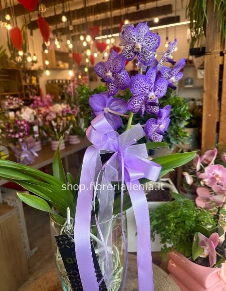Orchidea Vanda Viola su vaso vetro