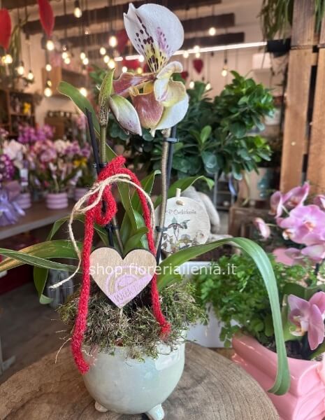 Paphiopedilum con vaso ceramica, h circa 48 cm, 2 steli